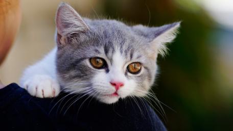 Charming Gray Cat on Shoulder wallpaper