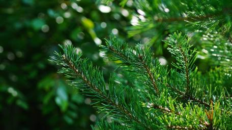 Lush Greenery Captured in Nature's Embrace wallpaper