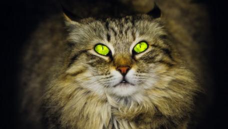 Majestic Feline with Striking Green Eyes wallpaper