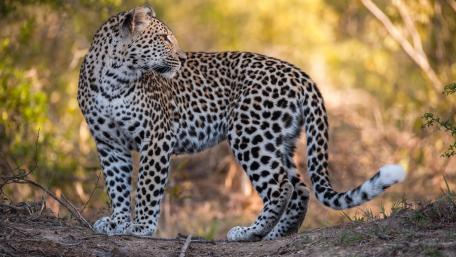 Majestic Leopard in Its Natural Habitat wallpaper