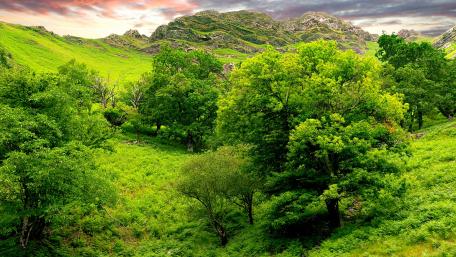 Lush Green Landscapes Embracing Nature's Beauty wallpaper