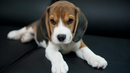 Adorable Beagle Puppy on a Cozy Couch wallpaper