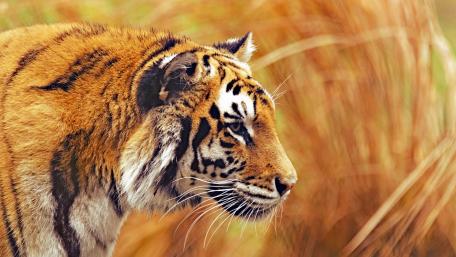 Majestic Tiger in Natural Habitat wallpaper