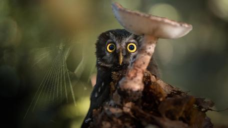 Captivating Owl Amidst Nature's Wonders wallpaper