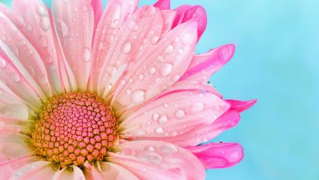 Refreshing Pink Flower with Waterdrops Highlighting Nature's Beauty wallpaper