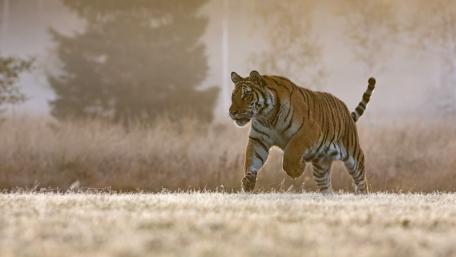 Majestic Tiger in Motion wallpaper