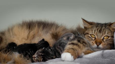 Cozy Moments with Mother Cat and Kittens wallpaper