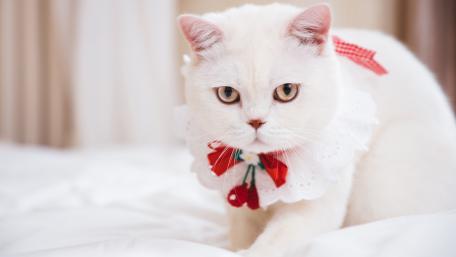 Charming Cat in Elegant Attire wallpaper