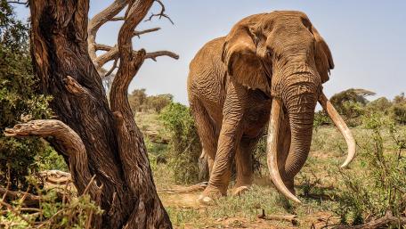 Majestic Elephant in Its Natural Habitat wallpaper