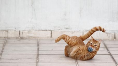 Playful Ginger Cat with a Toy Mouse wallpaper