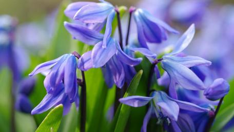 Delicate Bluebell Blooms in Spring Sunshine wallpaper