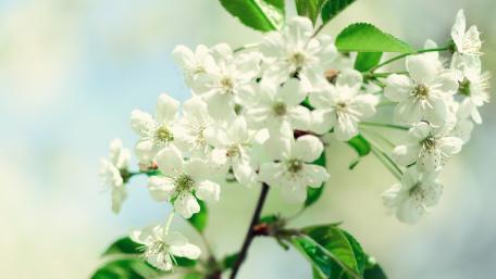Spring Blossoms in White Beauty wallpaper