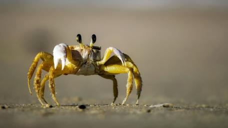 Vibrant Crab on the Shoreline wallpaper