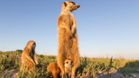 Cute Meerkats in their Natural Habitat wallpaper