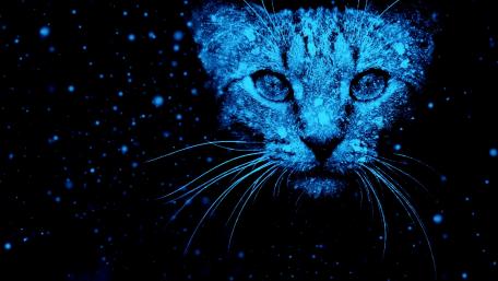 Mystical Blue Cat in a Starry Night Scene wallpaper
