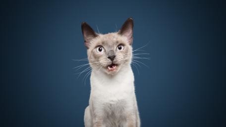 Charming Siamese Cat Portrait wallpaper