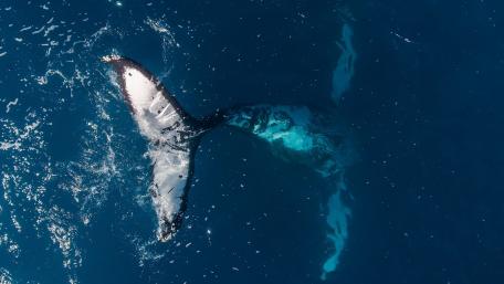 Whale Tail Gliding Through Serene Waters wallpaper