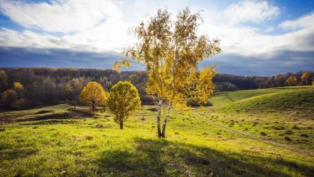Golden Trees Under a Bright Sky wallpaper