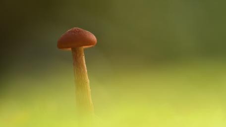 Elegant Mushroom in Soft Focus Landscape wallpaper