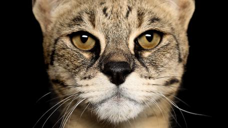 Majestic Wild Cat Close-Up Wallpaper wallpaper