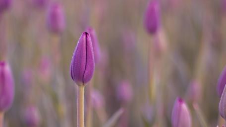 Vibrant Purple Tulips in Blooming Fields wallpaper