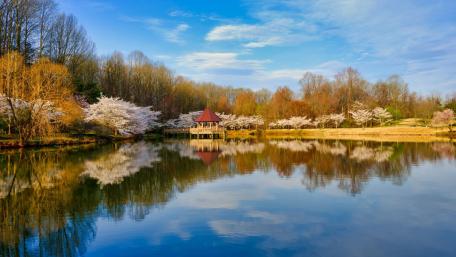 Serene Cherry Blossom Reflection by the Lake wallpaper
