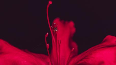 Vibrant Blossom in Focus wallpaper