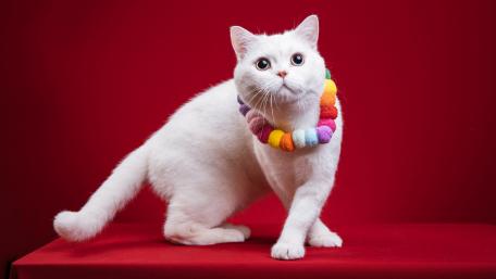Charming White Cat in Colorful Necklace wallpaper