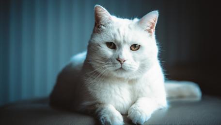 Majestic White Cat Portrait wallpaper