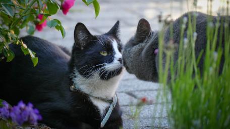 Curious Cats Enjoying a Serene Garden Moment wallpaper