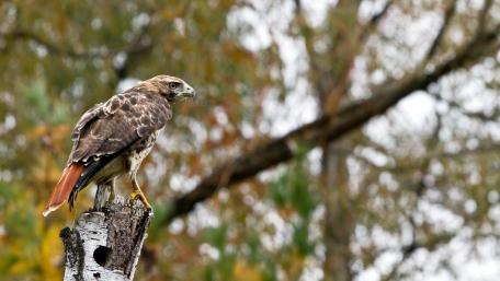 Majestic Hawk in Autumn Landscape wallpaper