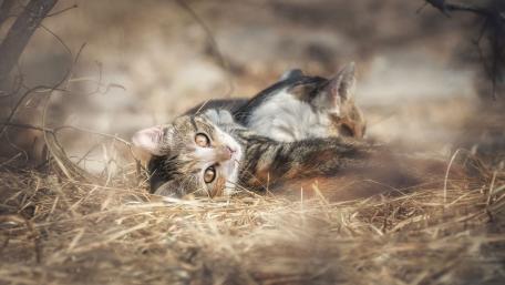 Cozy Cats in Nature Sleeping Together wallpaper