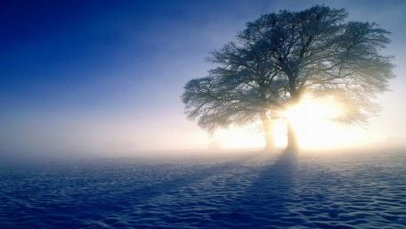 Majestic Winter Sunrise Through the Trees wallpaper