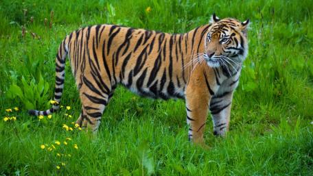 Majestic Tiger in Vibrant Green Field wallpaper