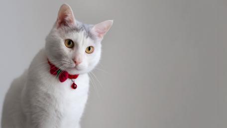 Charming White Cat in Soft Lighting wallpaper