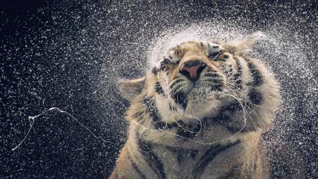 Majestic Tiger in Water Splashing Movement wallpaper