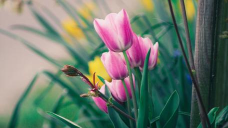 Delicate Pink Tulips in Blooming Garden wallpaper