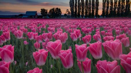 Vibrant Tulip Field at Sunset wallpaper