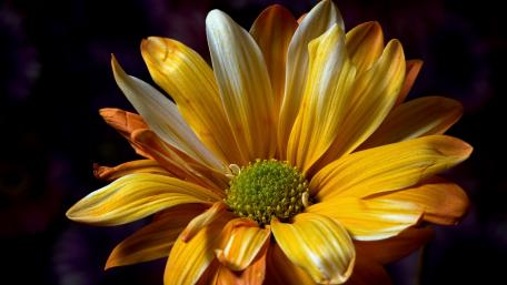 Vibrant Yellow Flower Blooming in Soft Light wallpaper