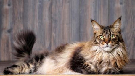 Majestic Maine Coon Cat Relaxing on a Shelf wallpaper
