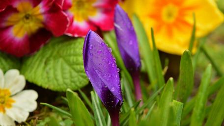 Spring Blossoms in Vibrant Colors wallpaper