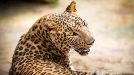 Majestic Leopard in its Natural Habitat wallpaper