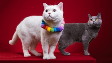 Playful Cats on Red Background wallpaper