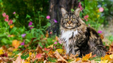 Majestic Cat Amidst Autumn Colors wallpaper