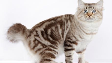 Elegant Siberian Cat Wallpaper Design wallpaper