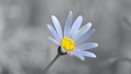 Delicate Blue Flower in Black and White wallpaper