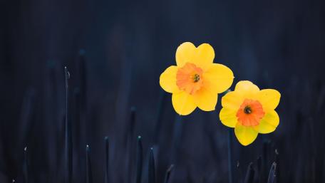 Radiant Yellow Daffodils Against a Dark Background wallpaper