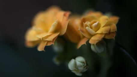 Elegant Yellow Roses in Soft Focus wallpaper