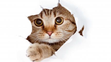 Curious Cat Peeking Through Paper wallpaper