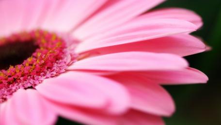 Delicate Pink Gerbera Daisy Blossom Hanging in Serenity wallpaper